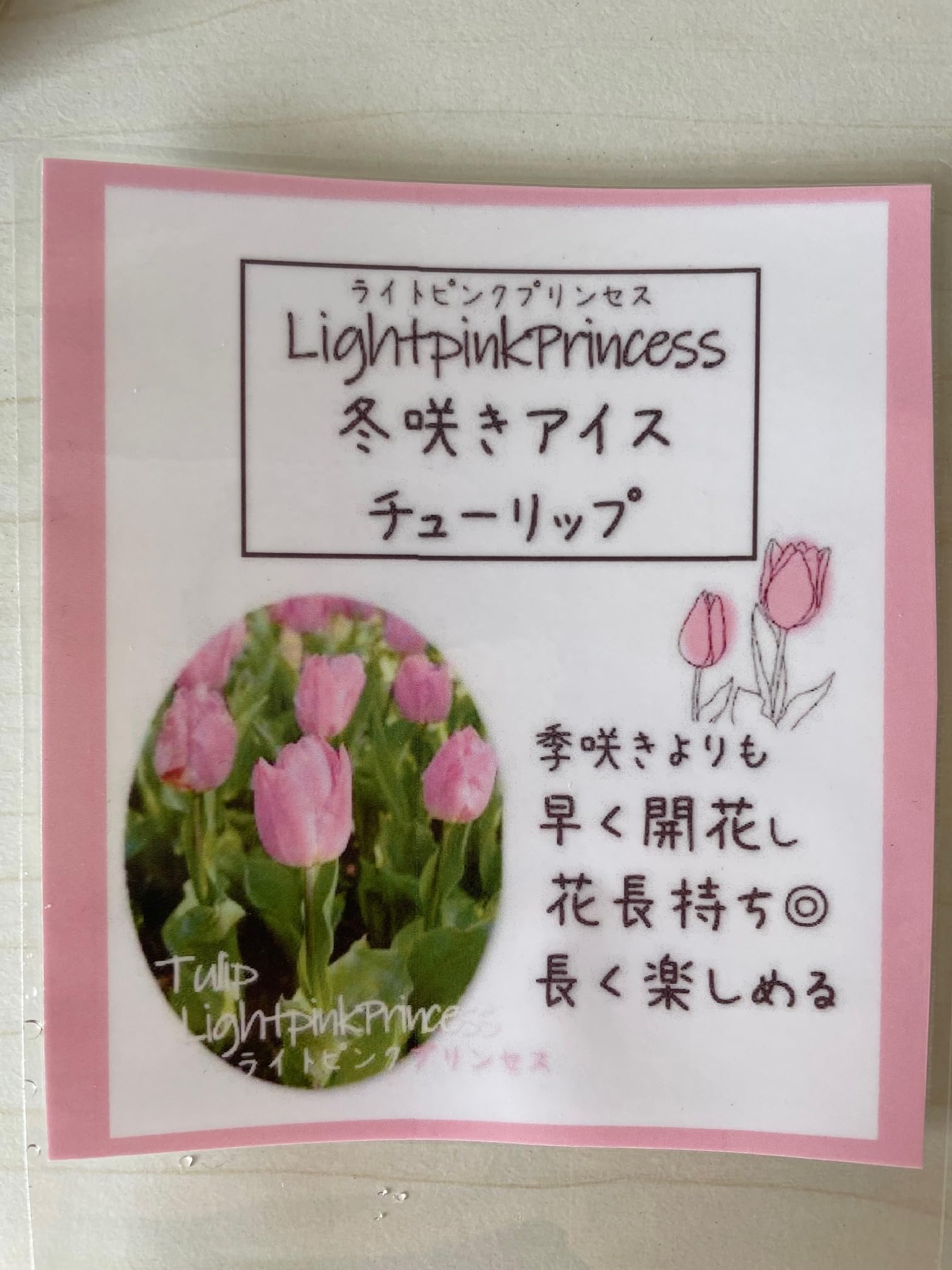 希少【冷蔵】チューリップ 原種系『アニカ』地植えも水耕栽培も長持ち咲きで綺麗♪ 希少【冷蔵】チューリップ 原種系『アニカ』地植えも水耕栽培も